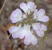 Collinsia bartsiifolia var. bartsiifolia