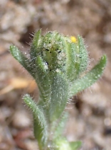 Layia glandulosa
