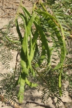Prosopis glandulosa var. torreyana