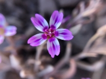 Claytonia gypsophiloides