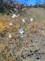 Hesperolinon californicum
