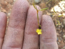Hesperolinon serpentinum