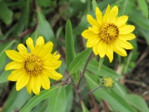 Helianthella californica