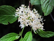 Cornus sericea