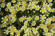 Limnanthes douglasii