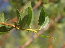 Salix lutea