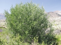 Salix lutea