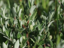 Salix brachycarpa