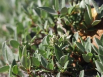 Salix brachycarpa