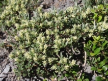 Salix brachycarpa var. brachycarpa