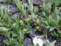 Salix brachycarpa var. brachycarpa