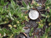 Salix brachycarpa