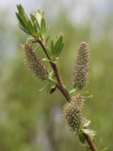 Salix eastwoodiae