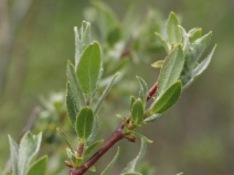 Salix eastwoodiae