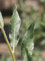 Salix eastwoodiae