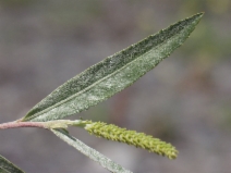 Salix sessilifolia