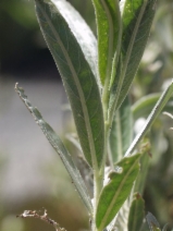 Salix sessilifolia