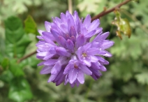 Dichelostemma congestum