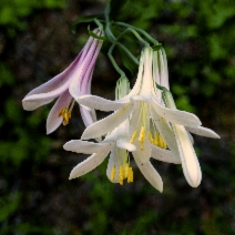 Lilium washingtonianum ssp. purpurascens