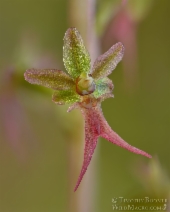 Listera cordata