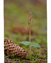 Listera cordata