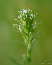 Castilleja attenuata
