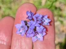Gilia achilleifolia ssp. achilleifolia