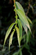 Salix lasiandra var. lasiandra