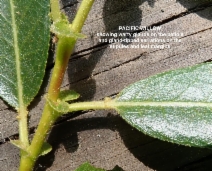 Salix lasiandra var. lasiandra
