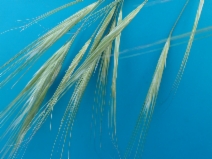 Bromus diandrus