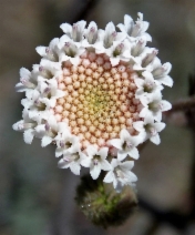 Chaenactis fremontii