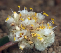 Calyptridium umbellatum