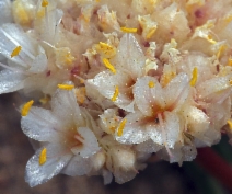 Calyptridium umbellatum