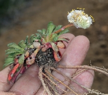Calyptridium umbellatum