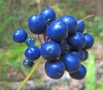 Clintonia andrewsiana