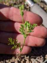 Yabea microcarpa