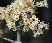 Ceanothus cuneatus var. cuneatus