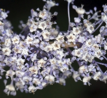 Ceanothus integerrimus