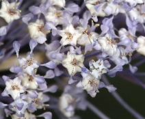 Ceanothus integerrimus var. macrothyrsus