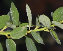 Ceanothus integerrimus