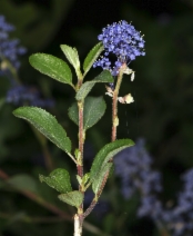 Ceanothus lemmonii