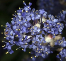 Ceanothus lemmonii