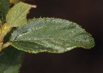 Ceanothus lemmonii