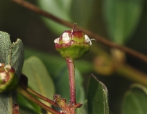 Ceanothus megacarpus var. insularis