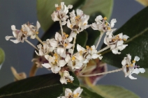 Ceanothus megacarpus var. insularis