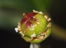 Ceanothus megacarpus var. insularis