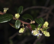 Ceanothus oliganthus var. sorediatus