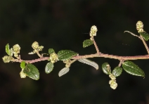 Ceanothus oliganthus