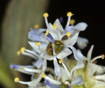 Ceanothus oliganthus var. sorediatus