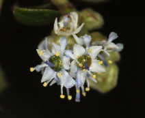 Ceanothus oliganthus